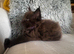 Stunning full Maine Coon Kittens&rsquo;s only 1 girl now available