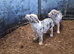 Farm border collie puppies