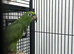 Hand Reared Baby Yellow Crowned Amazons