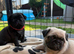 Pug Puppies️