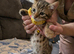Bengal Cross Kittens