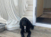cockerspaniel puppies for sale