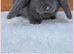 Beautiul French Lops
