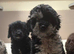 Cockapoo puppies available now