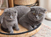 5 Beautiful Kittens Available – British Shorthair x Scottish Fold