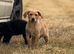 Labrador puppies for sale