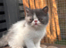 Beautiful kittens ready now