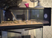 Multiple vivs and exo terra tank for sale