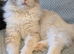 Ragdoll Stud