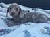 Miniature dachshund (last one)