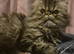 2 beutiful male Persians