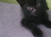 beautiful little boy kitten are looking for a new home