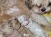 Shihpoo