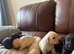 Labrador puppies