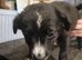 8 week old