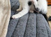 Female kitten for sale