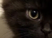 Ragdoll's beautiful long hair mixes (bargain kitties)