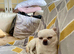 3 year old rare Russian chihuahua boy kc