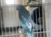Indian Ringneck blue