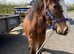 Stunning mare cob 8 mths old well marked
