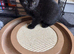 Female kittens 8 weeks old