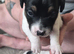 Jack russell puppies