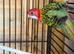 A pair of adult rosellas