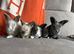 Full face angora babies
