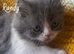 Exotic/Persian X Ragdoll BSH kittens