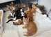 TORTOISESHELL MAINE COON X KITTENS
