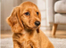 Miniature Long Haired female Dachshund puppies