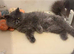 Adorable Persian kittens