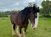 Shire mare