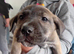 Siberian husky cross cane corso pups available