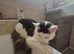 Stunning TICA Registered Maine Coon, 9 Months Old