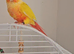 Gorgeous Sun cheeck conure 6 months old