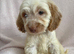 Cockapoo puppies