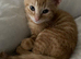 2 ginger males. 9 week old kittens