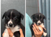 Boarder Collie Puppies Looking For A New Home