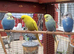 Baby budgies