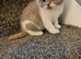 British shorthair kittens