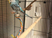 2 x female budgies 14 weeks