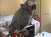 Tame African grey Glasgow