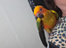 Hand reared sun conure
