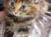 Gorgeous kittens available!