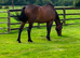 Bay roan Connie X mare