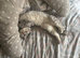 READY NOW!! British short hair x Scottish Fold kittens