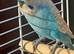 Male budgie
