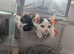 Beautiful kittens ready for rehoming