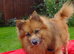 Beautiful German spitz